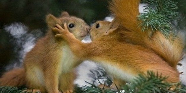 The 10 Most Romantic Animals Of All Time (PHOTOS) | HuffPost Good News The 10 Most Romantic Animals Of All Time (PHOTOS) | HuffPost Good News