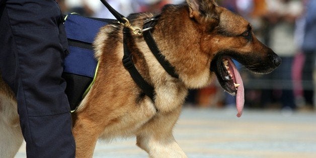 german shepherd in marching.