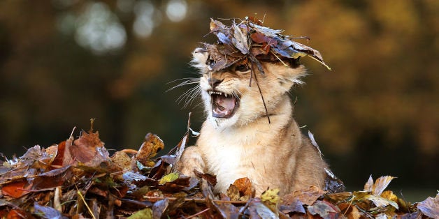 Karis, an eleven week old lion cub, plays in fallen leaves brushed up by keepers in her enclosure at Blair Drummond Safari Park, near Stirling, central Scotland.