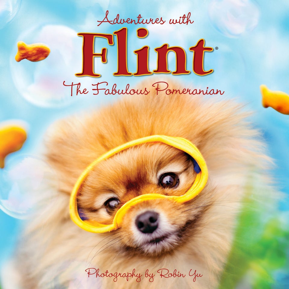 Flint The Pomeranian Is Your New Favorite Dog