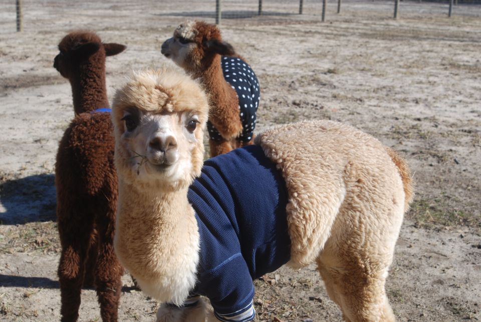 These Sweater-Clad Baby Alpacas Will Melt Your Heart