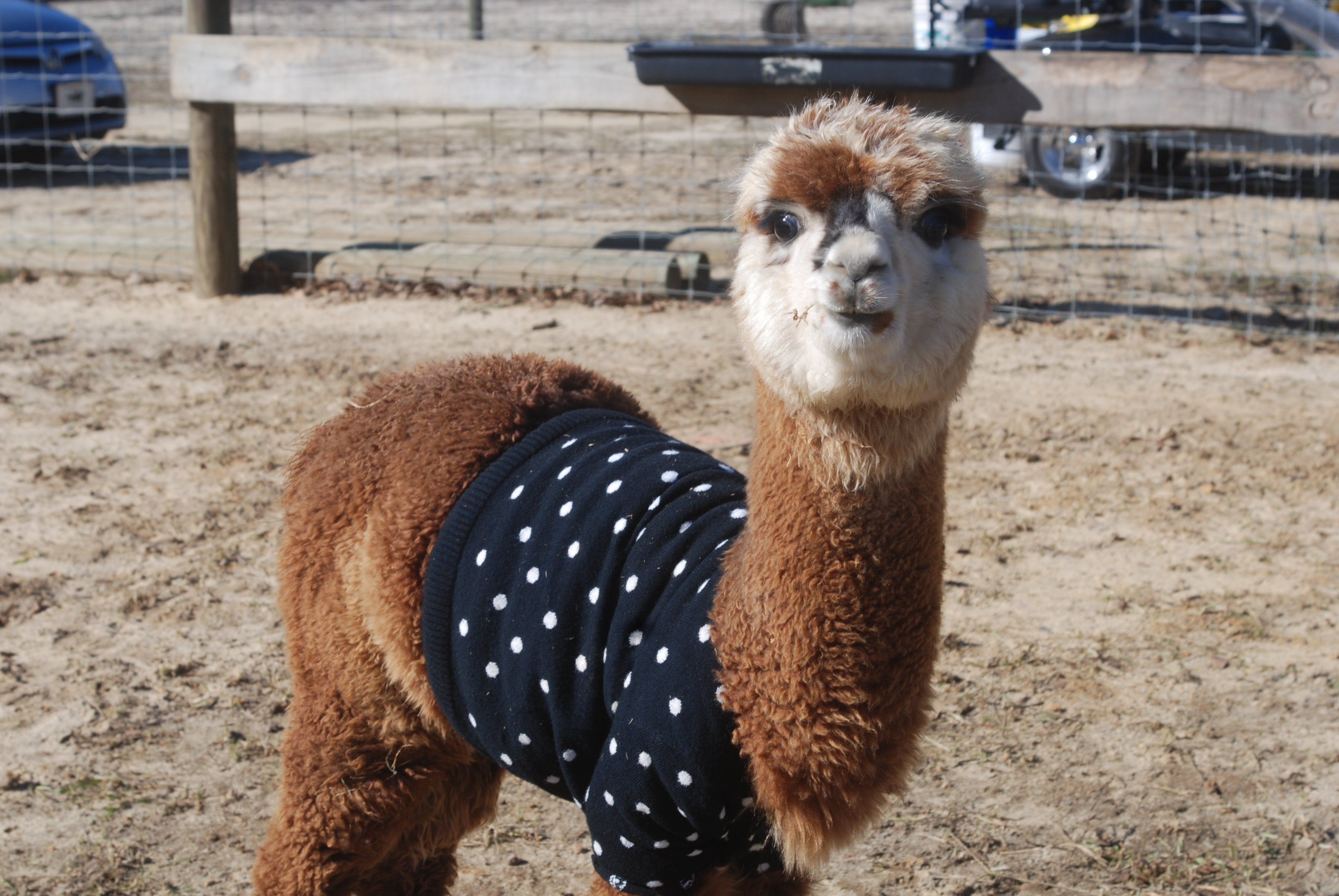 Baby Alpacas Wearing Sweaters Will Give 