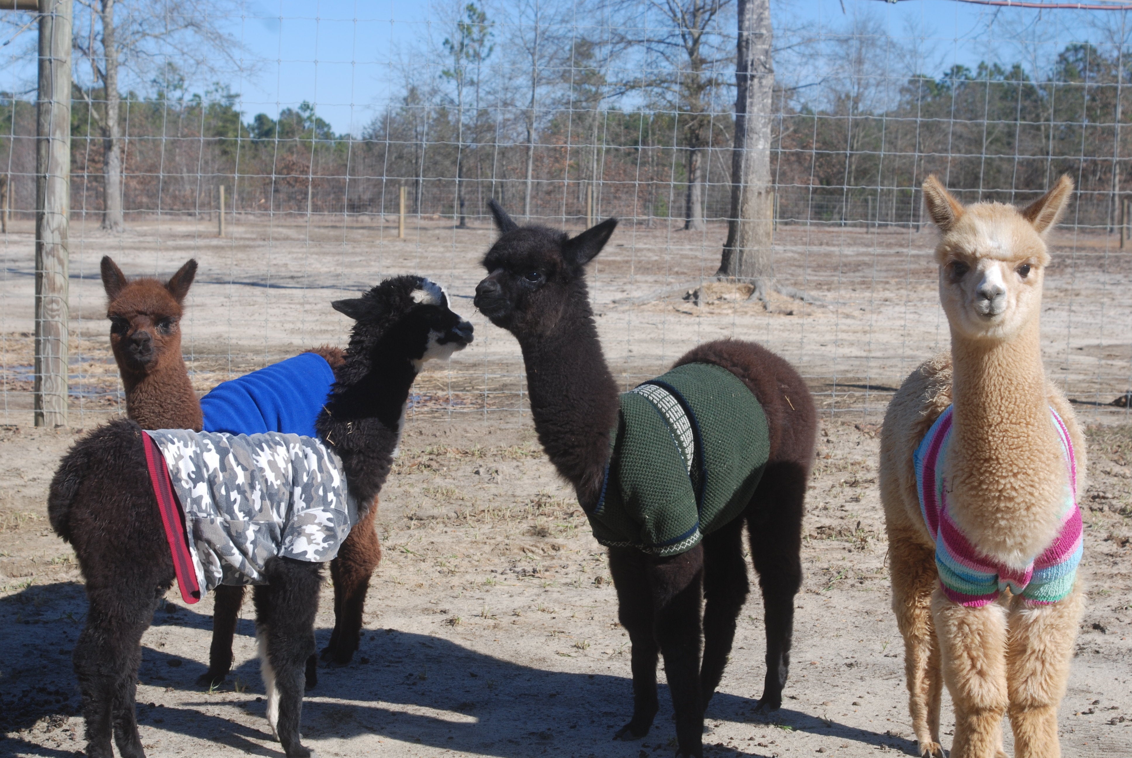 Baby Alpacas Wearing Sweaters Will Give 