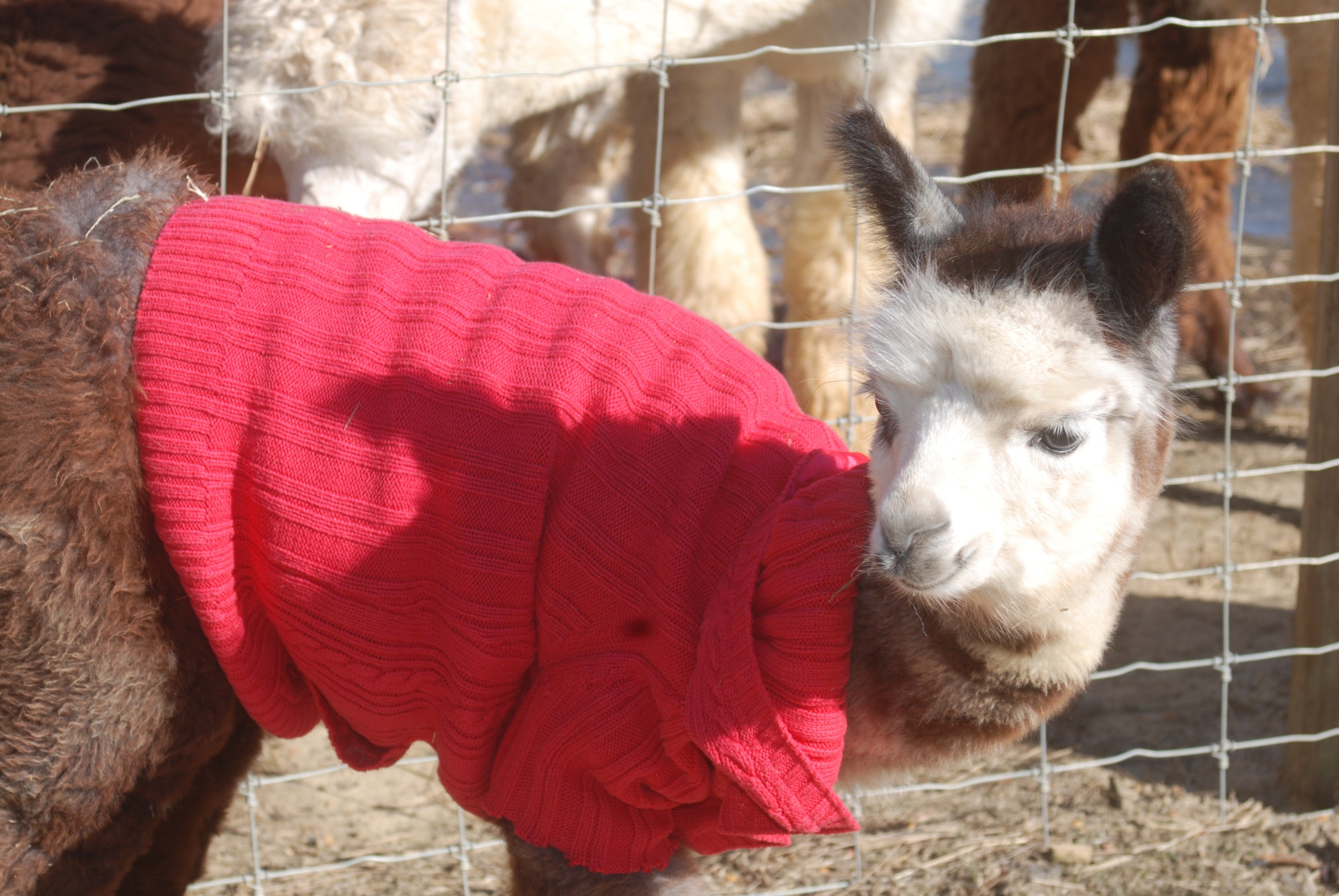 Baby Alpacas Wearing Sweaters Will Give 