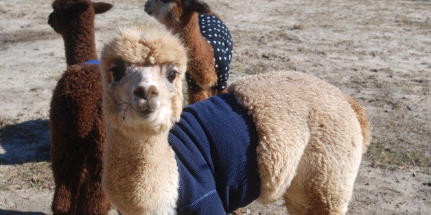 Baby alpaca outlet sweaters for sale