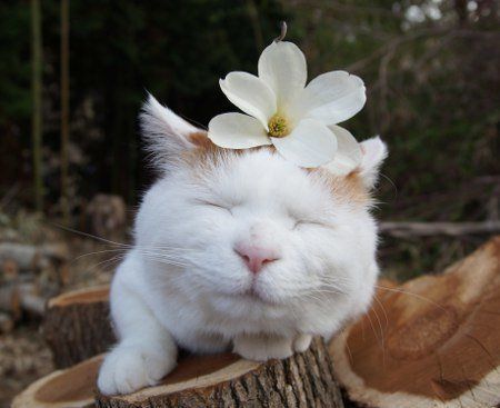 'Zen Cat' Shironeko Can Teach Us A Thing Or Two About Happiness | HuffPost