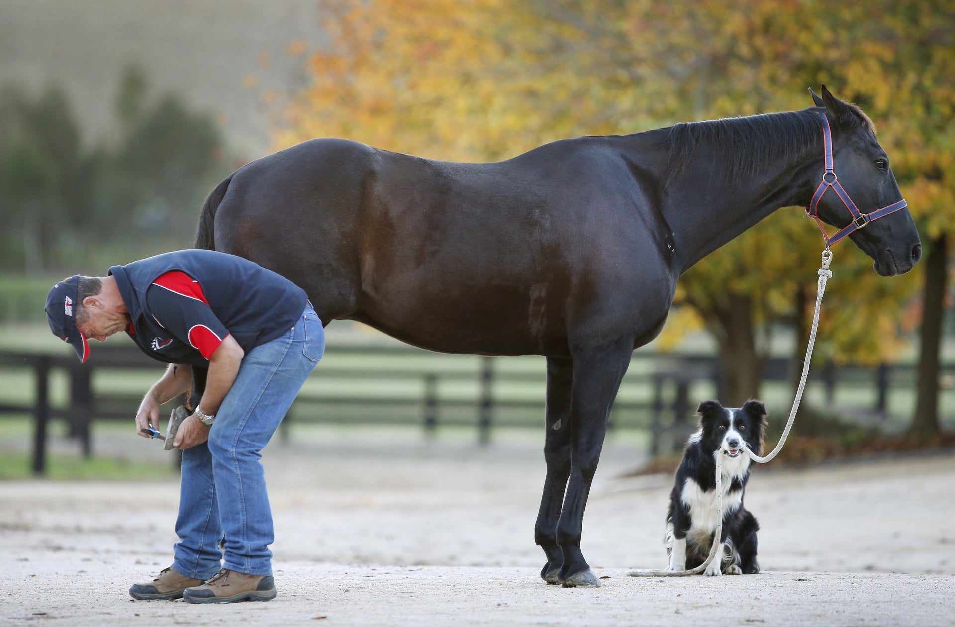 This Charming Dog That Rides Horses Is More Than Just A One-Trick Pony ...