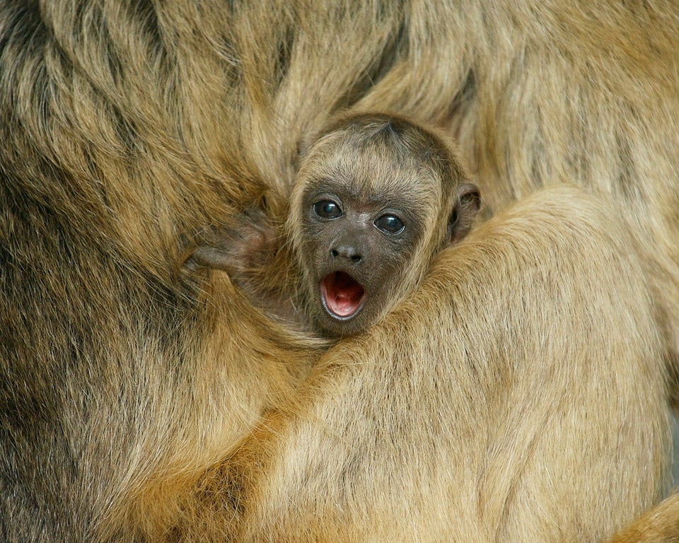 Howler monkey baby