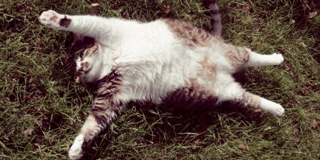 Cat GIFs, Funny Images For National Hug Your Cat Day