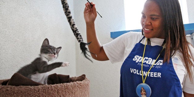 In this Sept. 5, 2014 photo, Jourdan Giron, of Lawndale, Calif., a shelter volunteer at the Los Angeles SPCA adoption center, plays with a kitten at the center. Giron, who turns 21 this month, is new to the volunteer corps. She signed up in February for eight hours a month, said services manager Elise Thompson. But she's put in more than 325 volunteer hours _ well over the 64 promised. "I'm just happy being here and I don't want to leave," Giron said. (AP Photo/Nick Ut)