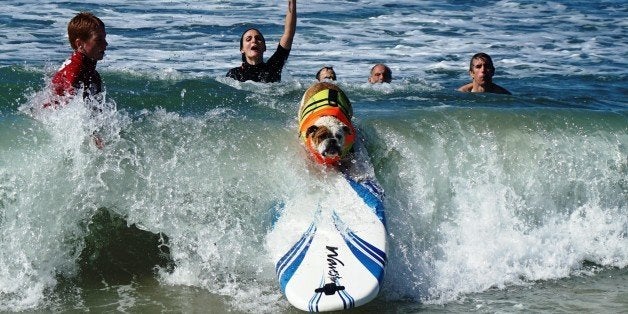 HUNTINGTON BEACH, UNITED STATES - SEPTEMBER 28: A surfer dog rides a wave during the 6th Annual Surf Dog competition in the waves of Huntington Beach, California on September 28, 2014. (Photo by Mintaha Neslihan Eroglu/Anadolu Agency/Getty Images)