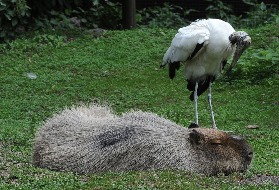 An African stork and a capybara are seen