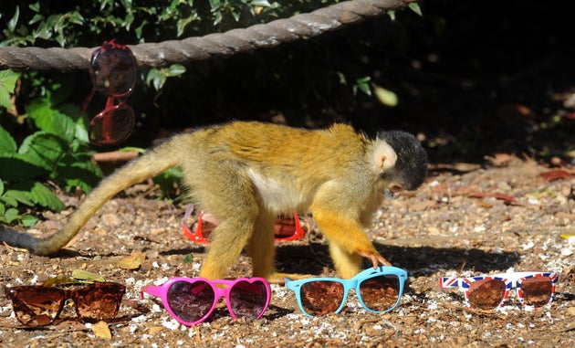 Monkeys in Florida include macaques, squirrel and vervet species