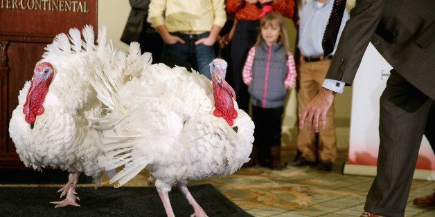 WASHINGTON, DC - NOVEMBER 26: At two feet tall and about 38 pounds, two full-grown Broad Breasted White domesticated turkeys are paraded before members of the news media in the Crystal Ballroom of the Willard InterContinental November 26, 2013 in Washington, DC. The birds were raised by the National Turkey Federation Chairman John Burkel of Badger, Minnesota, and one of the turkeys will be pardoned tomorrow by U.S. President Barack Obama at the White House. (Photo by Chip Somodevilla/Getty Images)