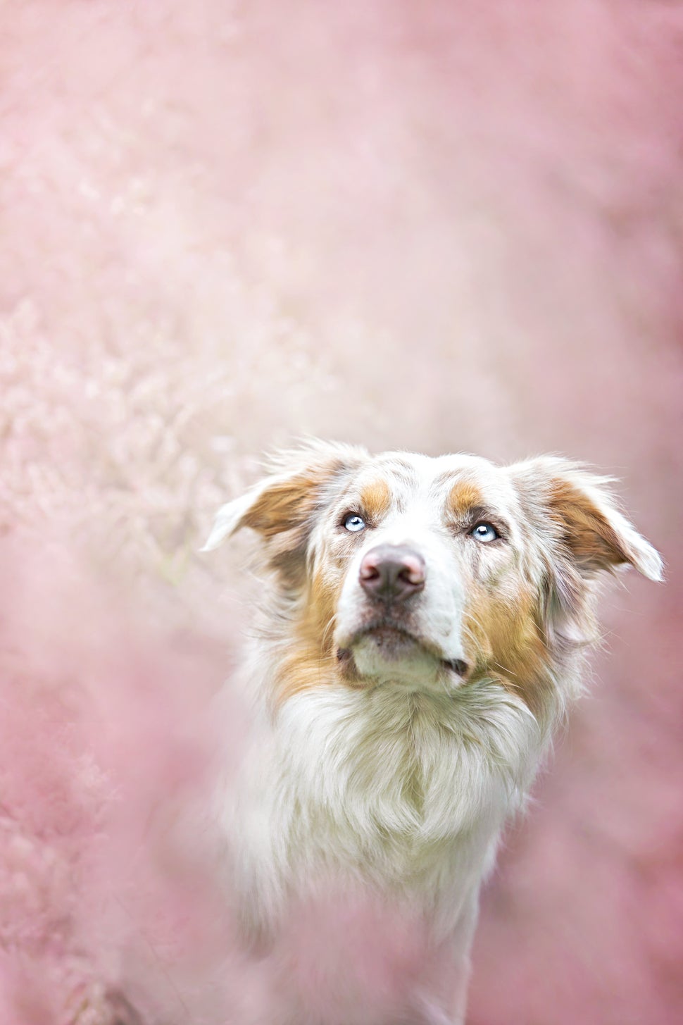 These Stunning Dog Portraits Perfectly Capture Each Pup's Unique