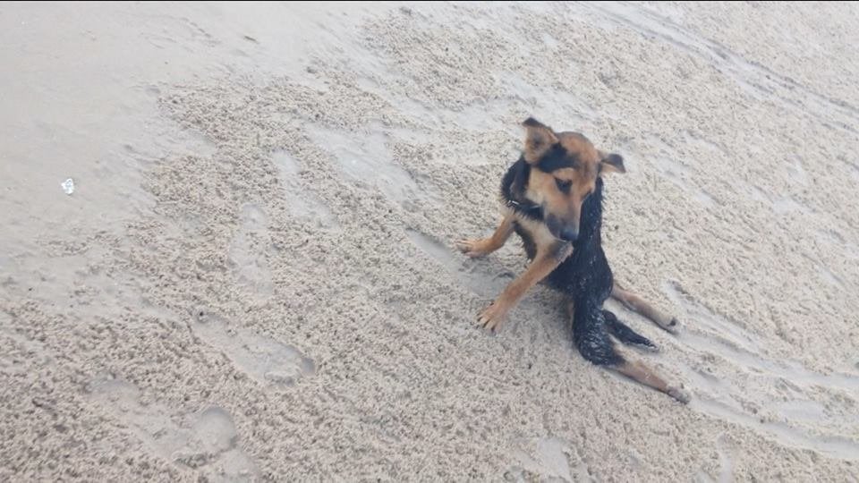 A photo of Leo on the beach. 