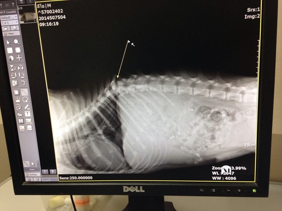 X-rays show Leo's condition. 