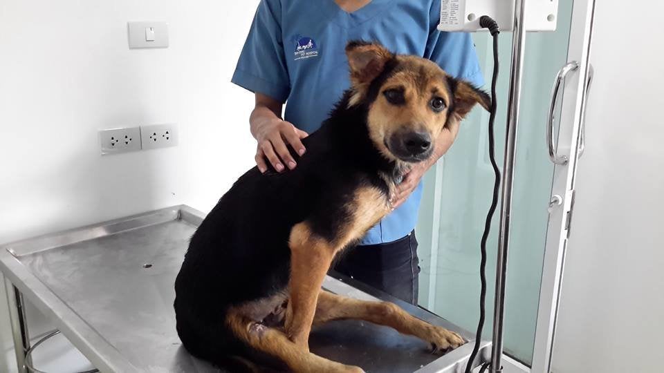 Leo at a veterinarian hospital in Thailand. 