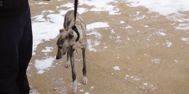 This photo provided by the FDNY, a whippet named Burt that vanished on the streets of New York City five months ago is walked on a leash at the Fire Department of New York's training facility on Randall's Island in New York on Tuesday, Jan. 27, 2015. Burt, whose Facebook page, describes him as both "devilishly handsome" and "bashful," wandered off near his Upper Manhattan home in August. About a month ago, he was spotted near the firefighting facility on the island located in the East River. A firefighter worried about the dog's safety in the recent approaching snowstorm and set a trap by putting the food in a cage, which worked. After scanning the Internet for missing whippets, the firefighter came across Burt's Facebook page and returned the dog with his owner. (AP Photo/FDNY)