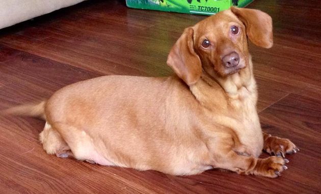 Câine obez, care nu a fost hrănită decât fast-food, este pe drumul spre recuperare