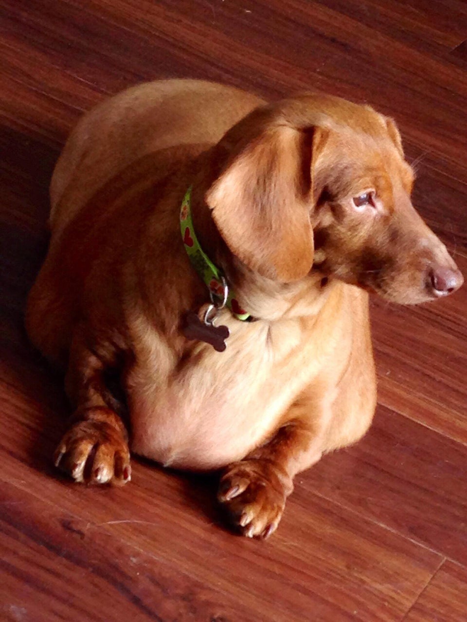 Dennis The Dachshund Loses 44 Pounds, Doesn't Eat Burgers And Pizza ...