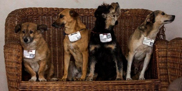 In this March 13, 2015 photo, former street dogs, from left, Leon, Canela, Vladimir, and Aparicio, pose for a group photo inside their home at the Old Havana Museum of Metalwork in Havana, Cuba. The institution's fifth dog, Carinoso, wasn't at the museum during the portrait session. Dogs in Old Havana benefit from the presence of dozens of state restaurants that donate leftovers to the animals. âThey donât eat bones,â said Victoria Pacheco, a guard in the metalwork museum. âThey eat cold cuts, mincemeat, hot dogs and liver.â (AP Photo/Ramon Espinosa)