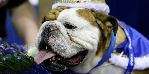 Tank, owned by Duane Smith, of Des Moines, Iowa, sits on the throne after being crowned the winner of the 36th annual Drake Relays Beautiful Bulldog Contest, Sunday, April 19, 2015, in Des Moines, Iowa. The pageant kicks off the Drake Relays festivities at Drake University where a bulldog is the mascot. (AP Photo/Charlie Neibergall)