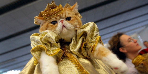 A woman displays her cat in a fashion costume during two-days cat and dog exhibition in Minsk, Belarus, Saturday, May 5, 2012