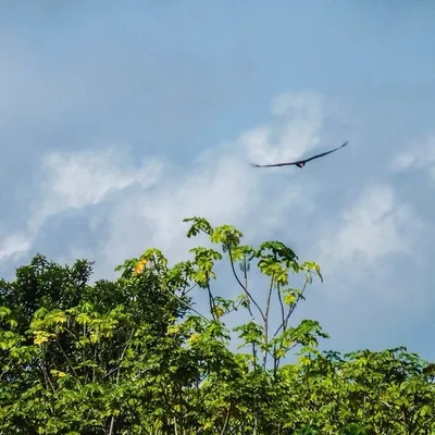 Rare Harpy Eagle Found in the