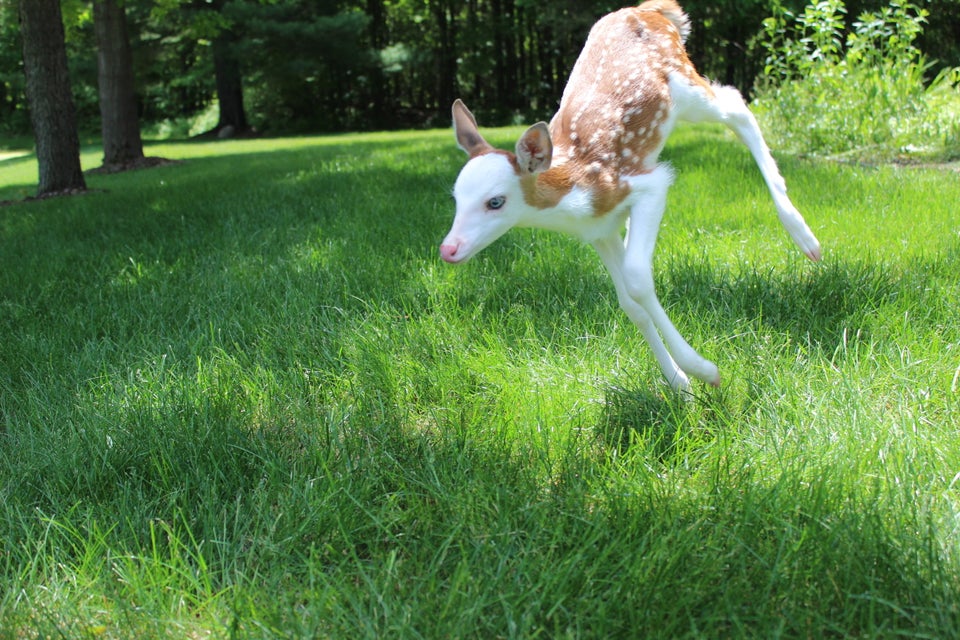 White-Faced Fawn Rejected By Mother At Birth Is Given Happy Home At Animal  Farm | HuffPost Good News