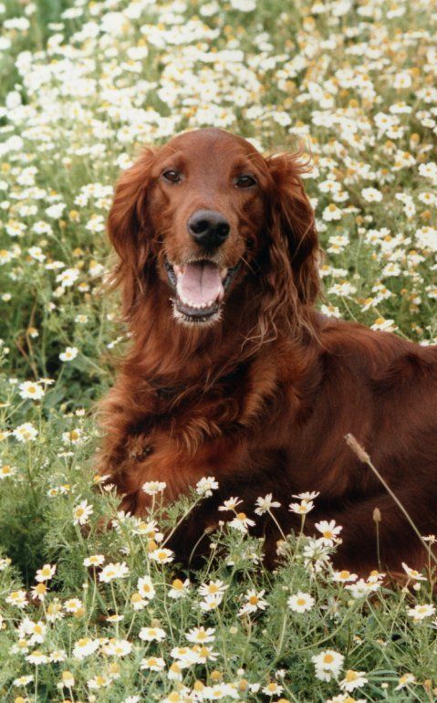 Kessie, our friends' dog, summer '86