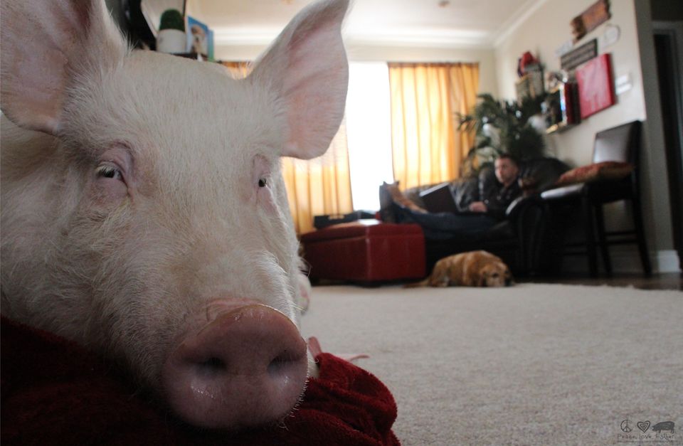 Mini Pig Wakes From Nap To Chow Down On Ice Cream | HuffPost Good News