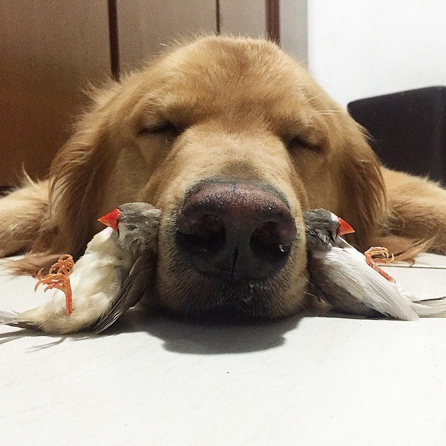 golden retriever with birds