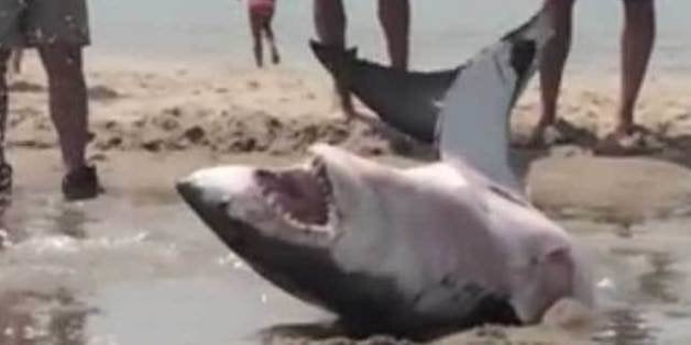 beached great white shark