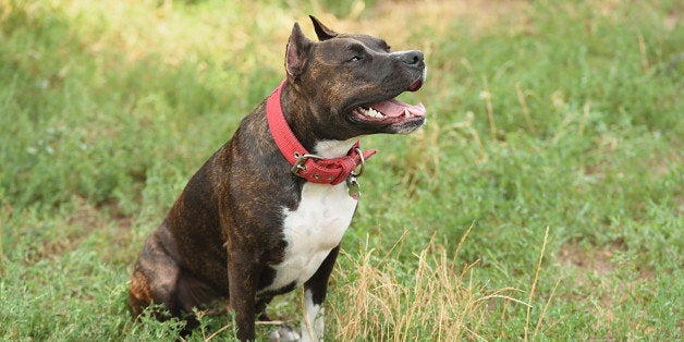 Staffordshire bull terrier portrait in the green