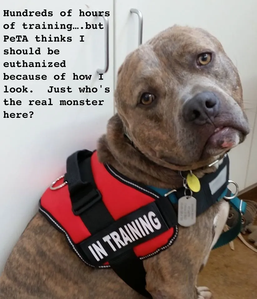 does peta euthanize pit bulls