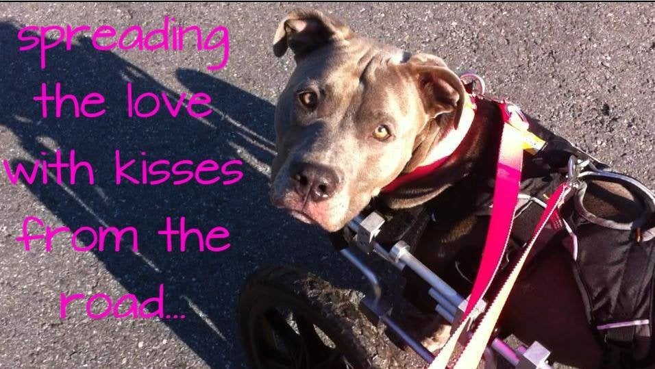 Why Pit Bulls Are Controversial - PetHelpful