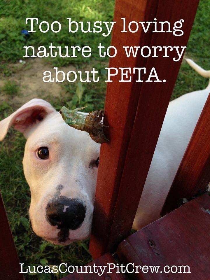 Dear PETA: Dogs Respond To PETA Joining Terrible Anti-Pit Bull ...