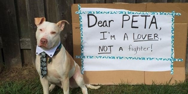 which states allow pit bulls