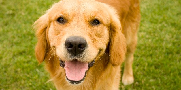 Here'S How Your Dog Really Feels About You, According To Science | Huffpost  Good News
