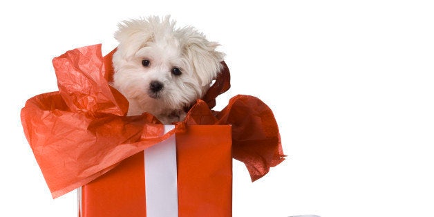 puppy in a gift box