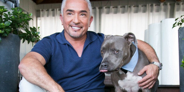WEST HOLLYWOOD, CA - MARCH 13: Dog behaviorist Cesar Millan attends the celebration for Season 2 of 'Cesar 911' on Nat Geo W
