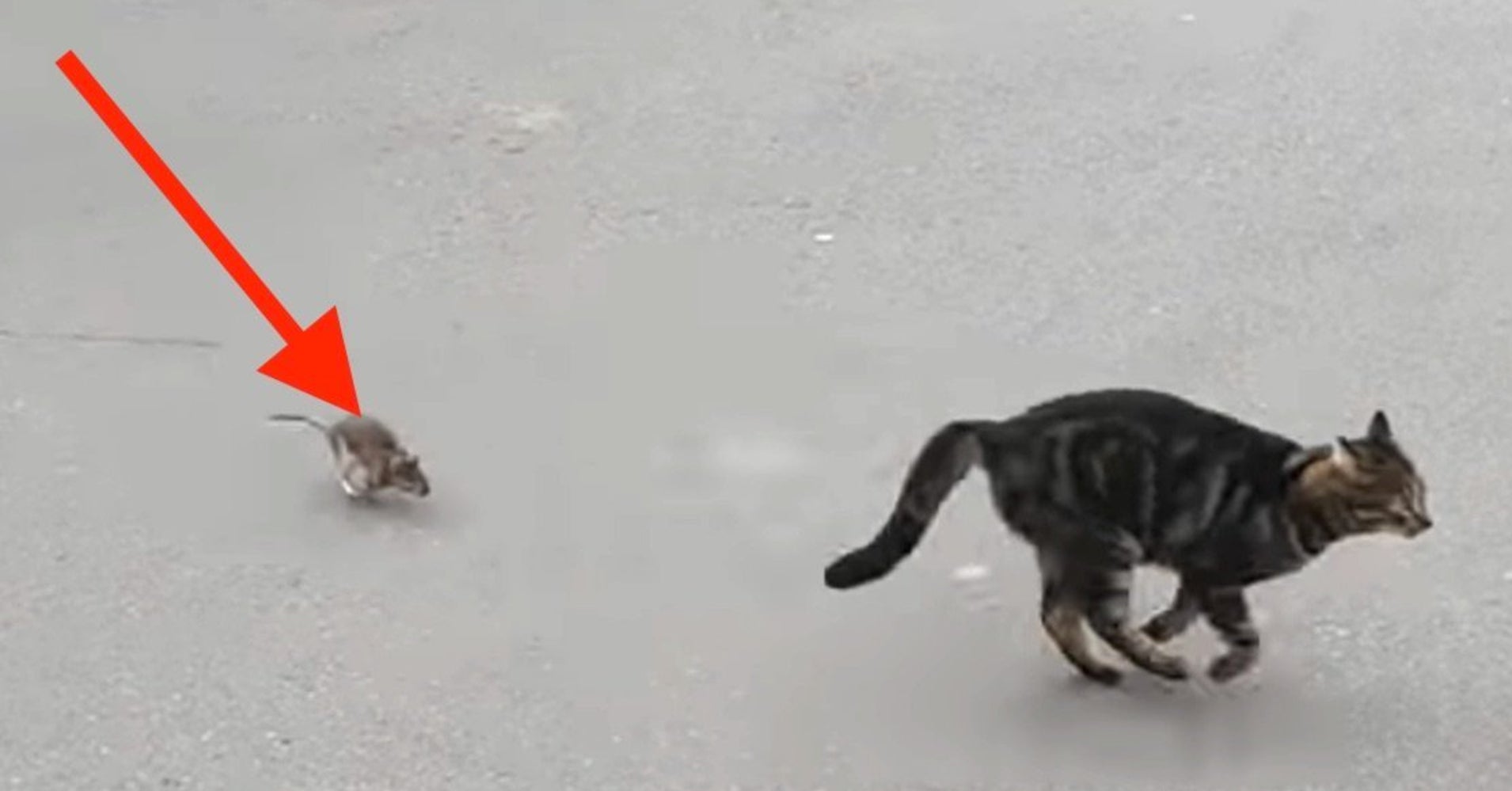 Literal Scaredy Cat Picks A Fight With The Wrong Rat HuffPost