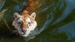 Το top 10 των ζώων που ευθύνονται για τους περισσότερους θανάτους ανθρώπων