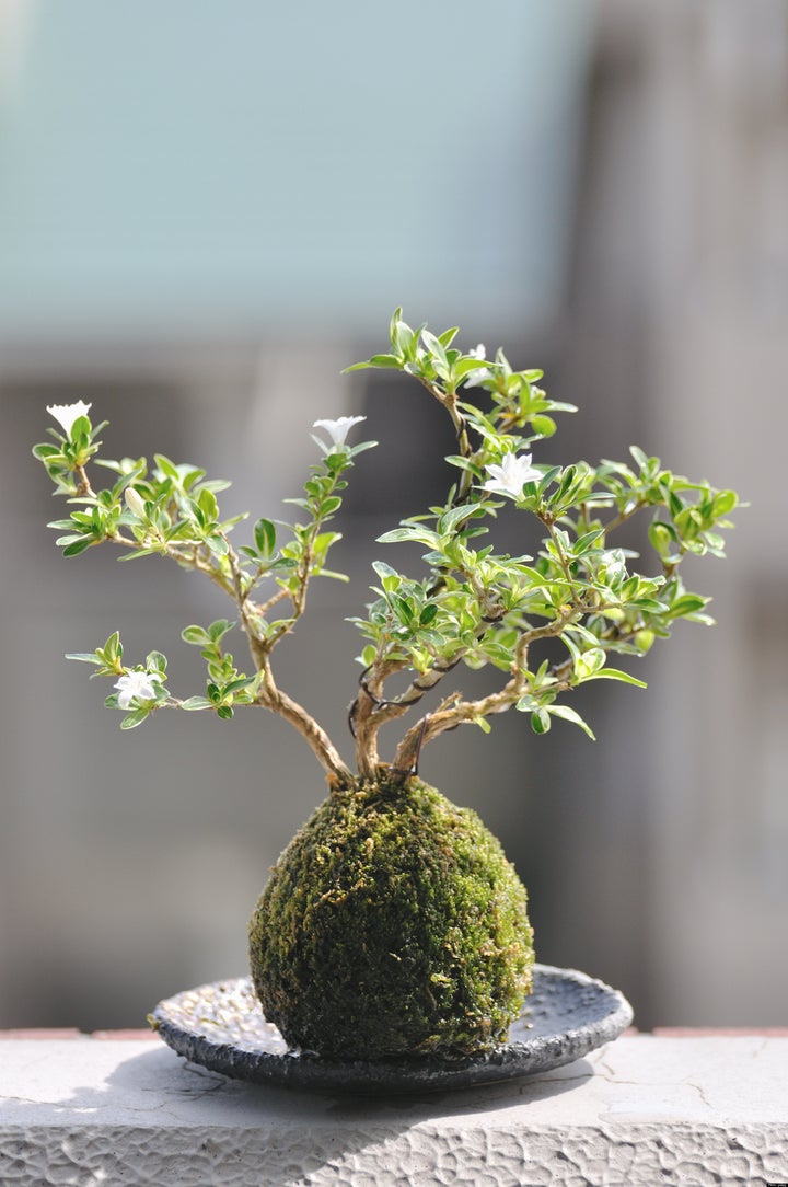 This Bonsai Survived Hiroshima But Its Story Was Nearly Lost