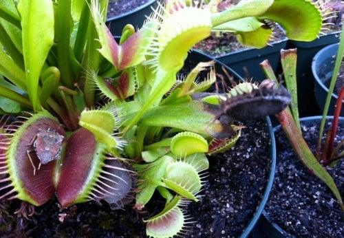 Maryland's Carnivorous Plant Nursery Hosts Killer Botany (PHOTOS) |  HuffPost DC