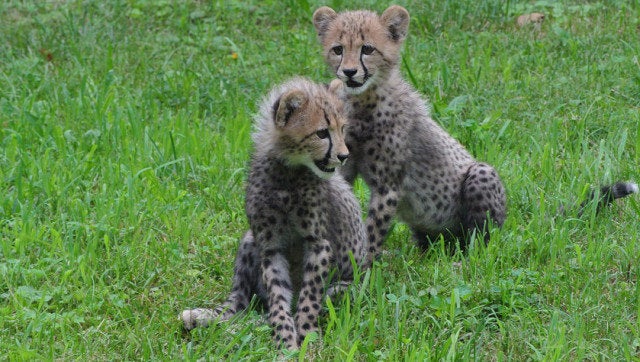 National Zoo Cheetah Cubs Make Public Debut (PHOTOS)