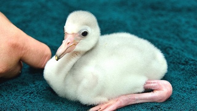 flamingo baby