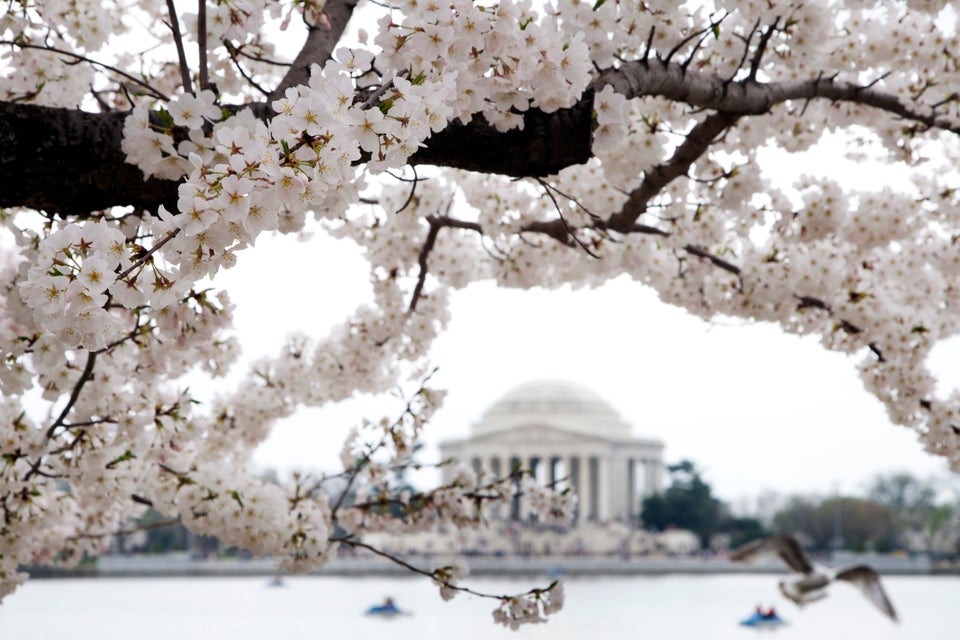 Cherry Blossoms