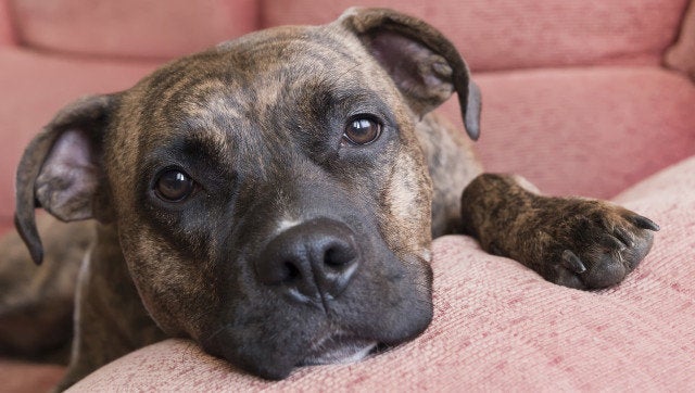 portrait of a pitbull lying on...